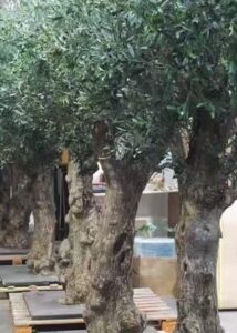 Olive tree trunk