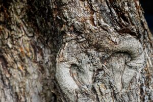 Olive tree trunk