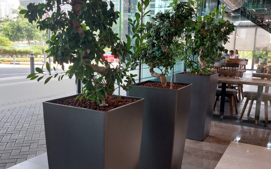 How We Delivered and Maintained Hydroculture Bonsai Plants for a Business Center Lobby