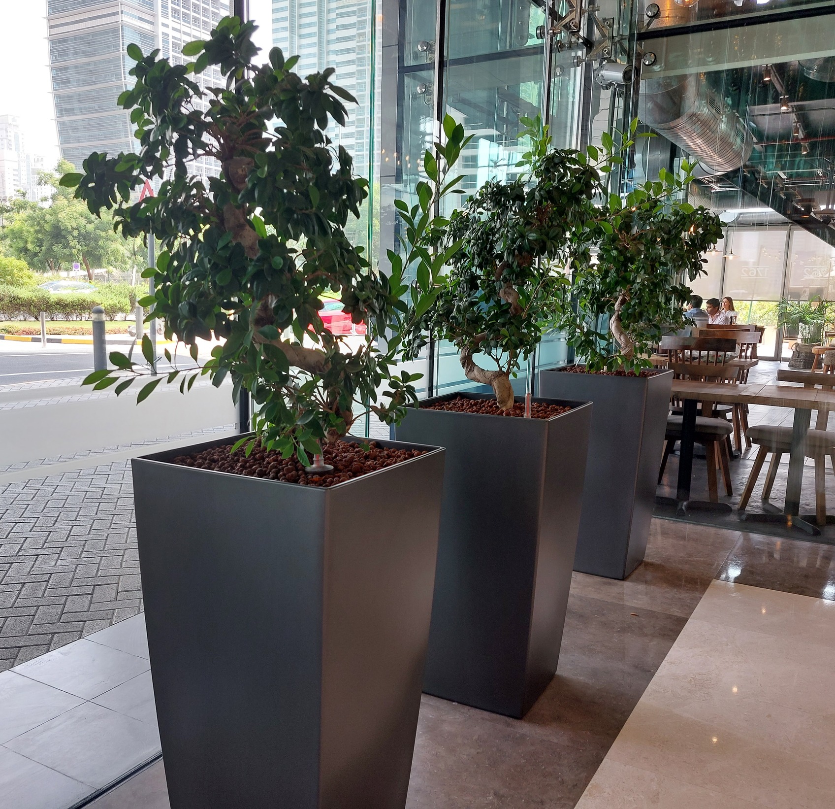 Hydroculture Plants Ficus Bonsai JLT One