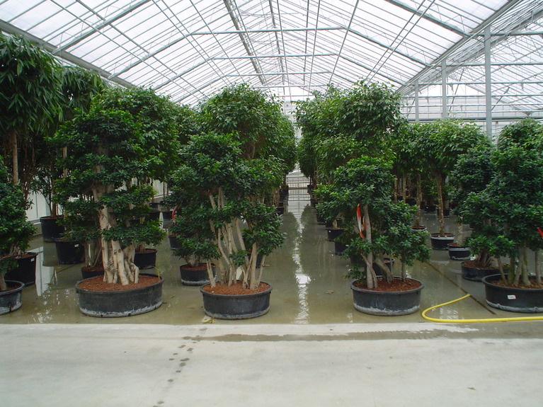 Hydroculture Plants Ficus Bonsai