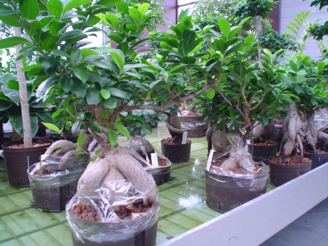 Hydroculture Plants Ficus Bonsai