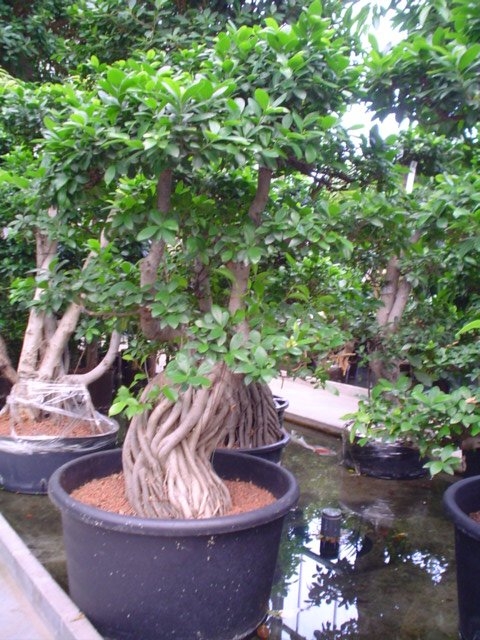 Hydroculture Plants Ficus Bonsai