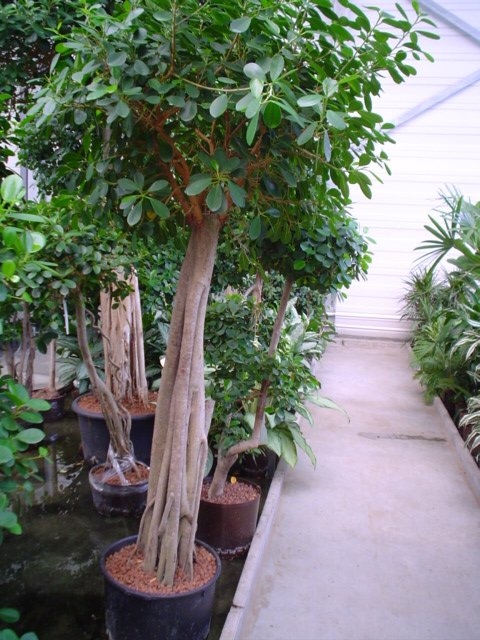 Hydroculture Plants Ficus Bonsai