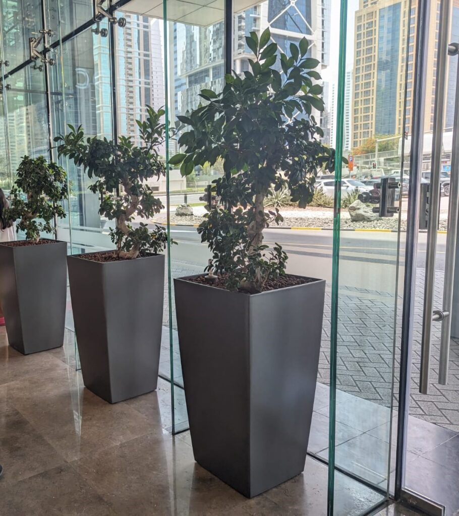 Hydroculture Plants Ficus Bonsai JLT One