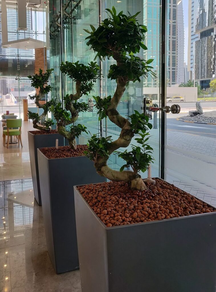 Hydroculture Plants Ficus Bonsai JLT One