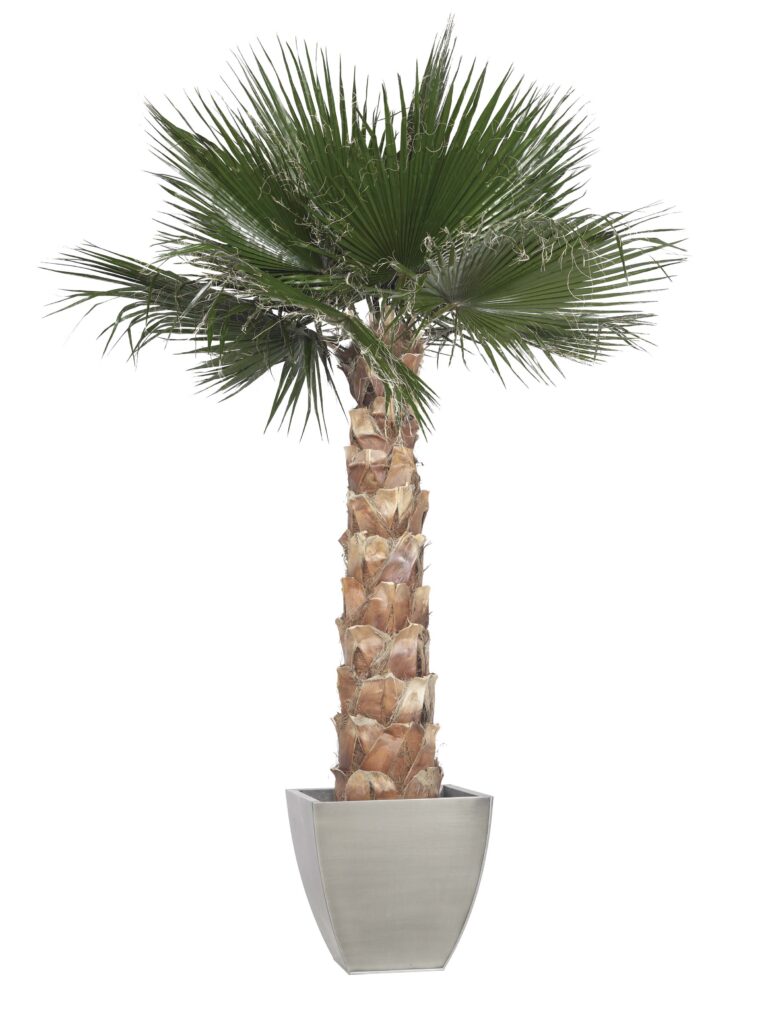 Preserved Washingtonia Tree