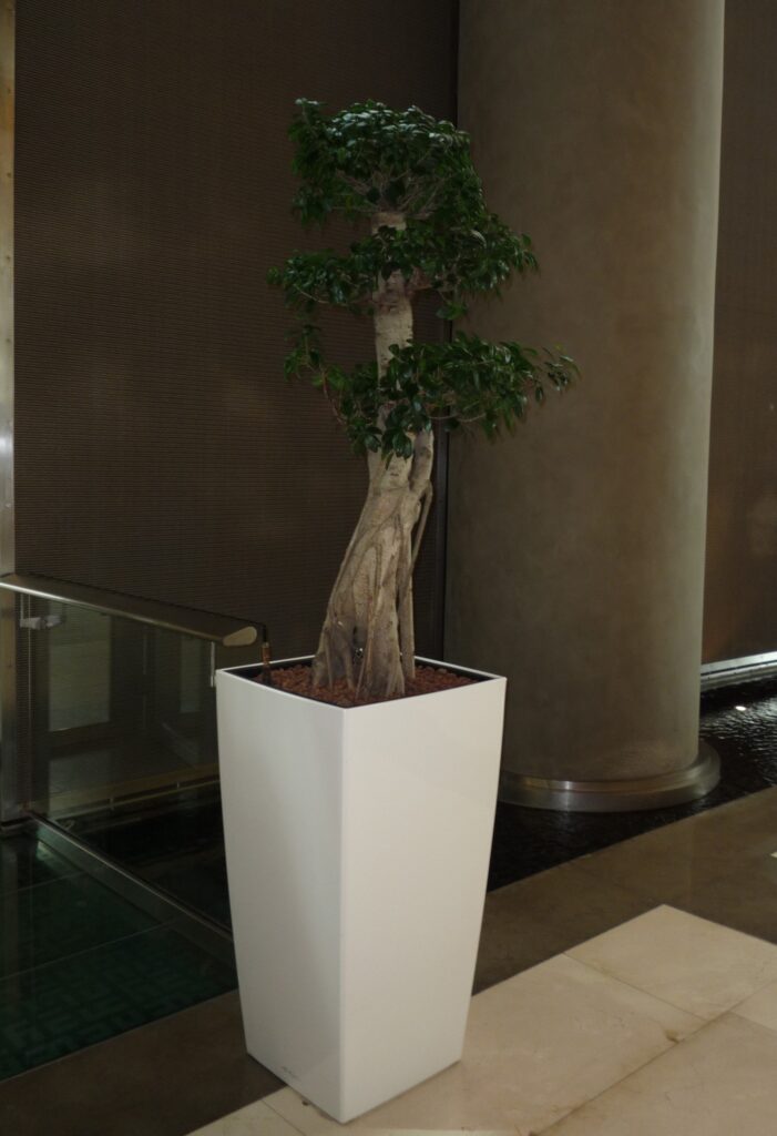 Hydroculture Plants Ficus Bonsai Burjuman Business Center