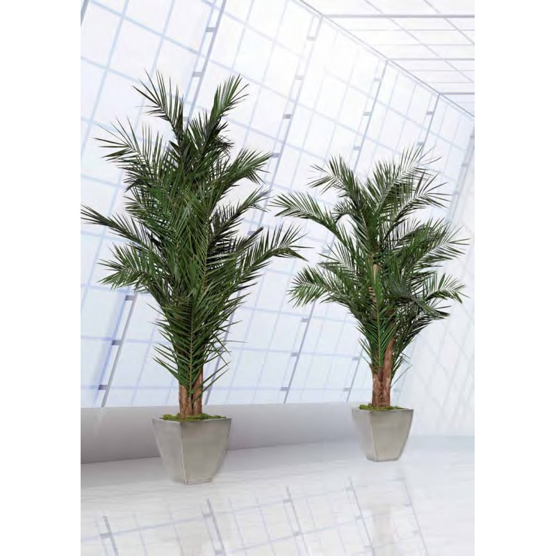 Preserved Plant Palm Set