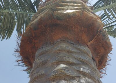 Outdoor UV Artificial Palm Tree Kezad abu Dhabi UAE