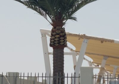 Outdoor UV Artificial Palm Tree Kezad abu Dhabi UAE