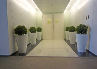 Hydroculture Plants, Exclusive Designer Pot, Dubai Chamber of Commerce DCC