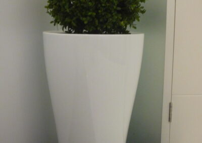 Hydroculture Plants, Exclusive Designer Pot, Dubai Chamber of Commerce DCC