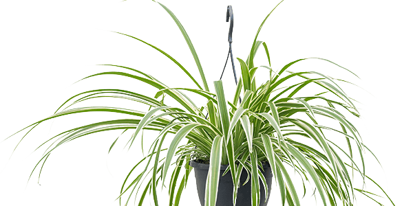 spider plant