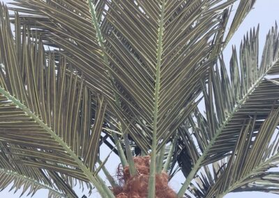 Outdoor UV Artificial Palm Tree Kezad Abu Dhabi UAE