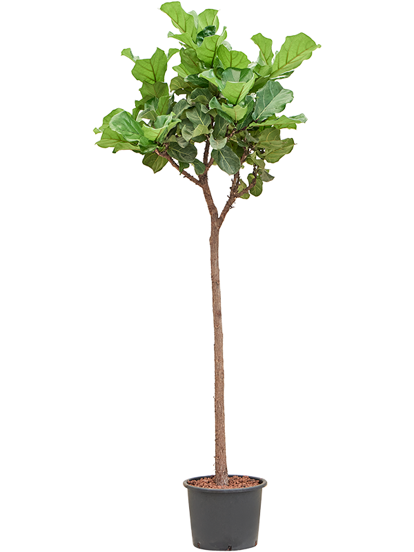 Ficus Lyrata Bambino Stem