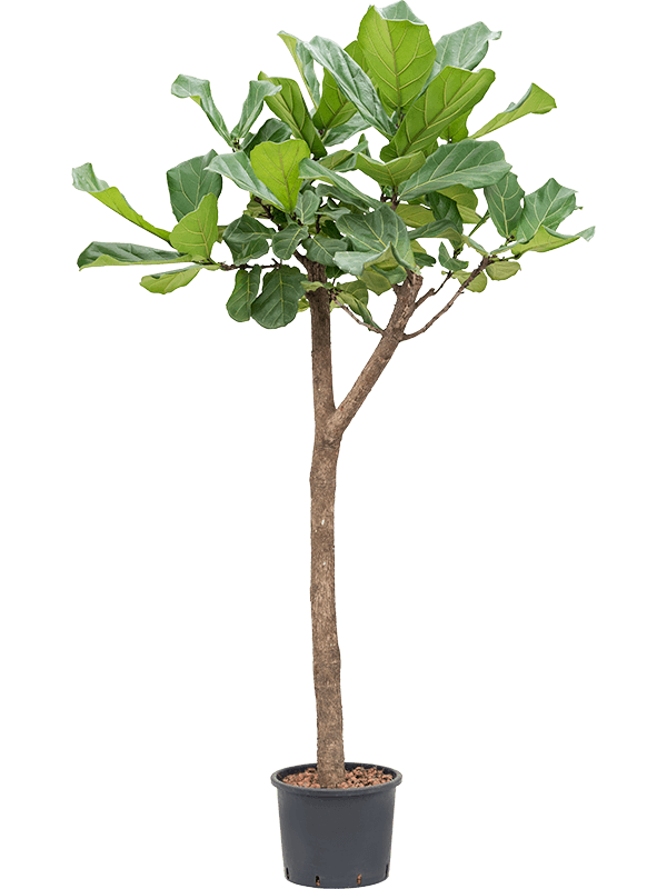 Ficus Lyrata stem 1