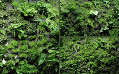 Green Wall Options: Types and Technologies