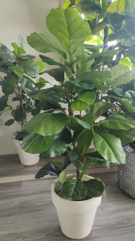 Artificial Ficus Lyrata